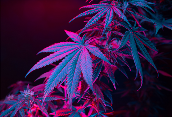 marijuana plant with abstract purple image